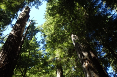 Davis old-growth